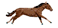 dostihy