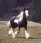 v běhu