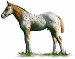 appalosa