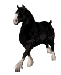 shirský kůň